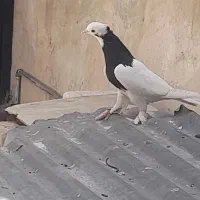 طوقی سیاه ماده