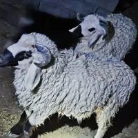 فروشی همه نرهستند