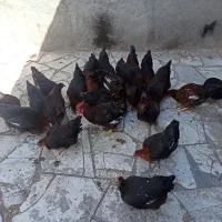 مرغ و خروس محلی