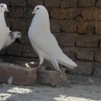 کبوتر پرشی