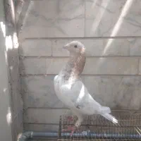 سرور|پرنده|شیراز, لب آب|دیوار