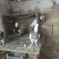 کفتر