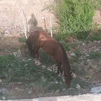اسب