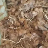 پیاز زعفران
