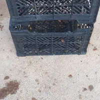 سبد گوجه وانگور