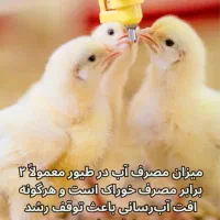 کار در مرغداری گوشتی