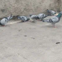 جوجه پلاکی نر و ماده مصافتی