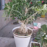 گل آدنیوم