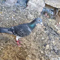 یک جفت سبز و پولک مسافت