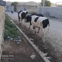 ۴ راس گاو