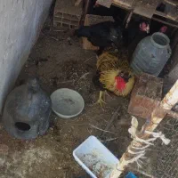 مرغ وخروس