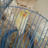 عروس هلندی