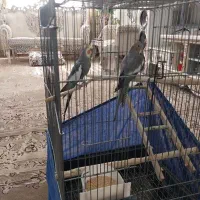 عروس هلندی