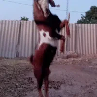 نر بز اصیل
