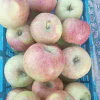 سیب درختی