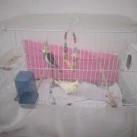 عروس هلندی و۲عددجوجه