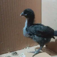 جوجه لاری