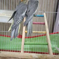فروش جوجه عروس هلندی