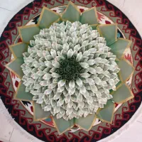ارائه انواع پول آرایی شیک برای مراسم عزیزانمان