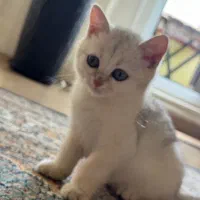 گربه بریتیش