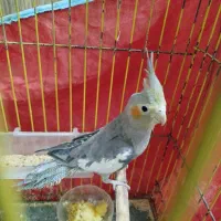 عروس هلندی