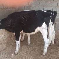 گوساله ماده