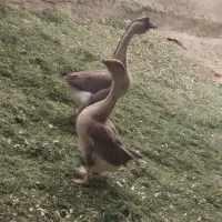 جفت نر ماده قو غاز اوکراینی