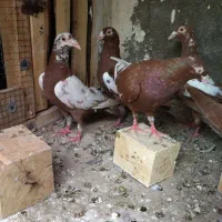 کبوتر پلاکی ماده