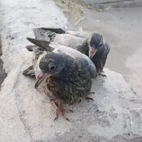 کبوتر