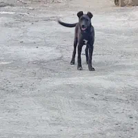 سگ ماده