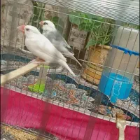 پرنده