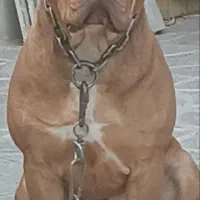آمریکن بولی