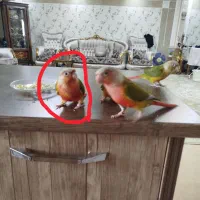 گرینچیک