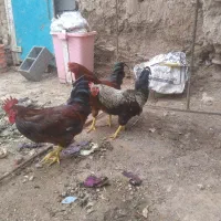 ۱۲۰۰۰۰۰|حیوانات مزرعه|ماهان, |دیوار