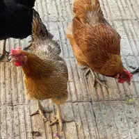دوعدد مرغ