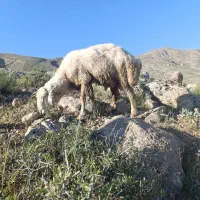 قوچ شیروان