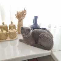 گربه