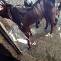 نر گلابی اصل
