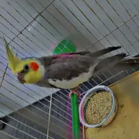 عروس هلندی سخنگو