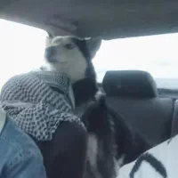 واگذاری سگ هاسکی