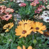 خدمات باغ سم کود بذر گل و گیاه