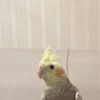 عروس هلندی بالغ و تخم گذار