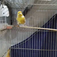 قناری نقره ای.برنو