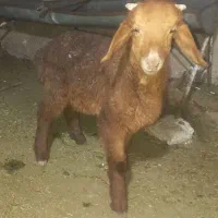 یک عدد بره نر افغانی چینی  جو خور