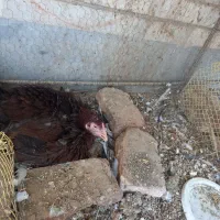 ماده مرغ اصیل