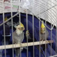 عروس هلندی