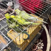 ۳عدد مرغ عشق ماده پروانه ای