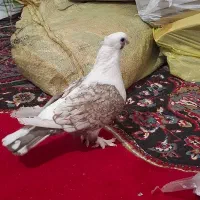 کبوتر بلژیکی