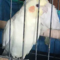 عروس هلندی گمشده