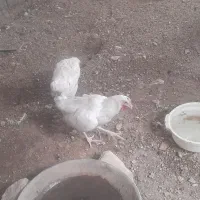 ۸عددمرغ وخروس